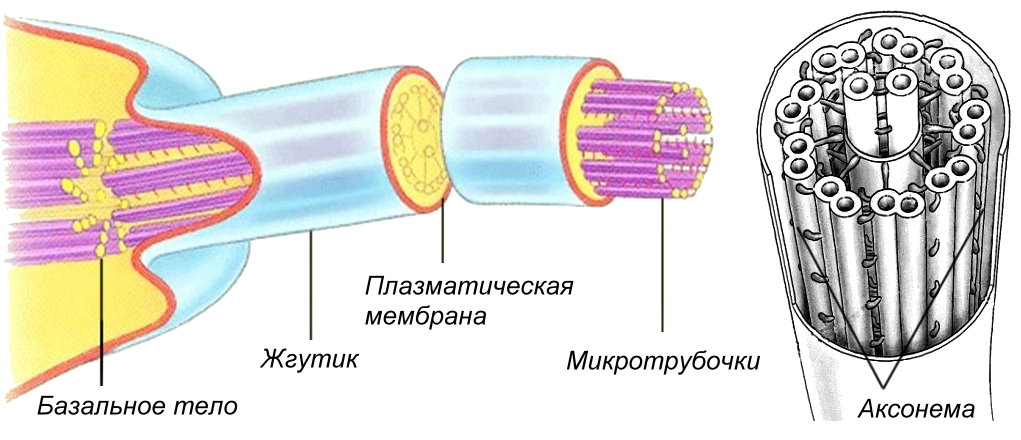 Органоиды клетки, их строение и функции. - student2.ru