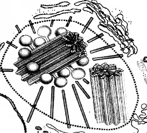 Органоиды клетки, их строение и функции. - student2.ru