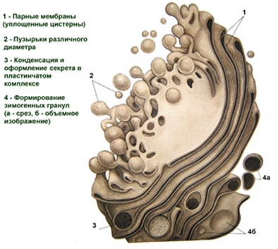 Органоиды мембранного строения - student2.ru