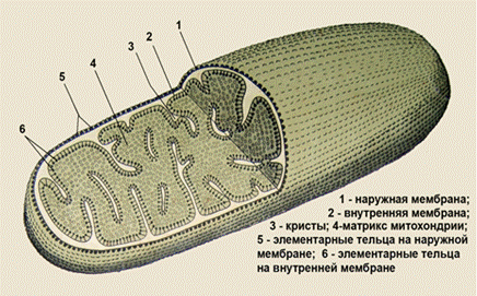 Органоиды мембранного строения - student2.ru