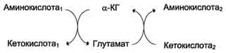 Органоспецифичные аминотрансферазы АНТ и ACT - student2.ru