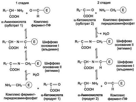 Органоспецифичные аминотрансферазы АНТ и ACT - student2.ru