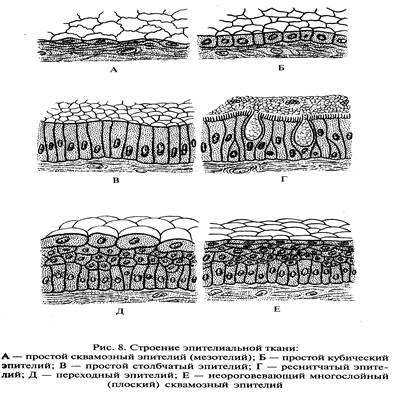 Органы, системы и аппараты органов - student2.ru