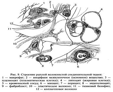 Органы, системы и аппараты органов - student2.ru