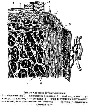 Органы, системы и аппараты органов - student2.ru