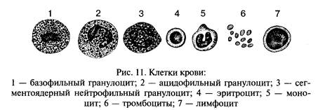 Органы, системы и аппараты органов - student2.ru