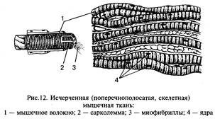 Органы, системы и аппараты органов - student2.ru