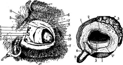 органы зрения лошади защитные и вспомогательные органы глаза - student2.ru