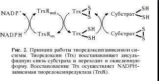 Основные редокс-пары клетки - student2.ru