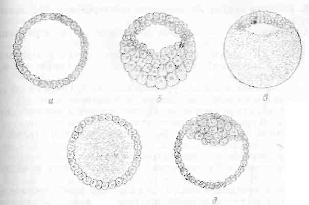 Основные типы дробления и бластул - student2.ru