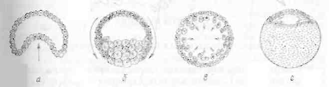 Основные типы дробления и бластул - student2.ru