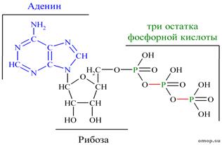 основы биохимии и молекулярной биологии - student2.ru