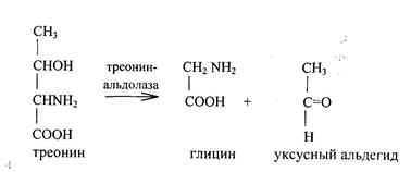 Особенности обмена отдельных аминокислот - student2.ru