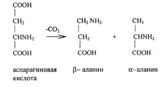 Особенности обмена отдельных аминокислот - student2.ru