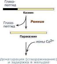 Особенности переваривания белков у детей - student2.ru