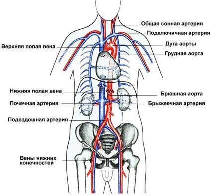 Особенности сосудов малого круга кровообращения - student2.ru