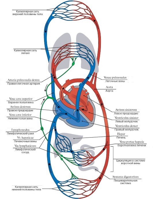 Особенности сосудов малого круга кровообращения - student2.ru