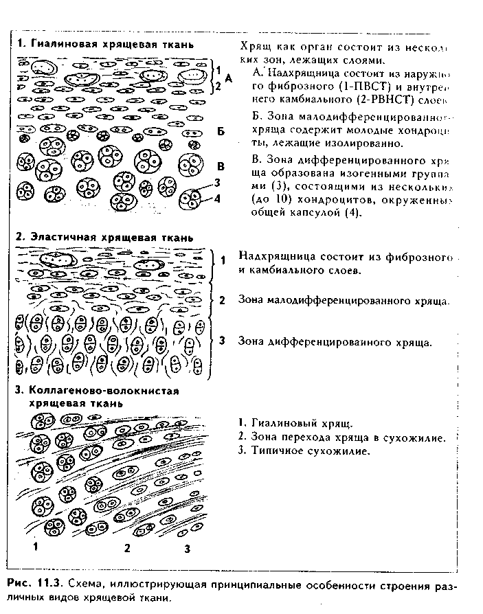 особенности строения различных видов хрящевой ткани - student2.ru