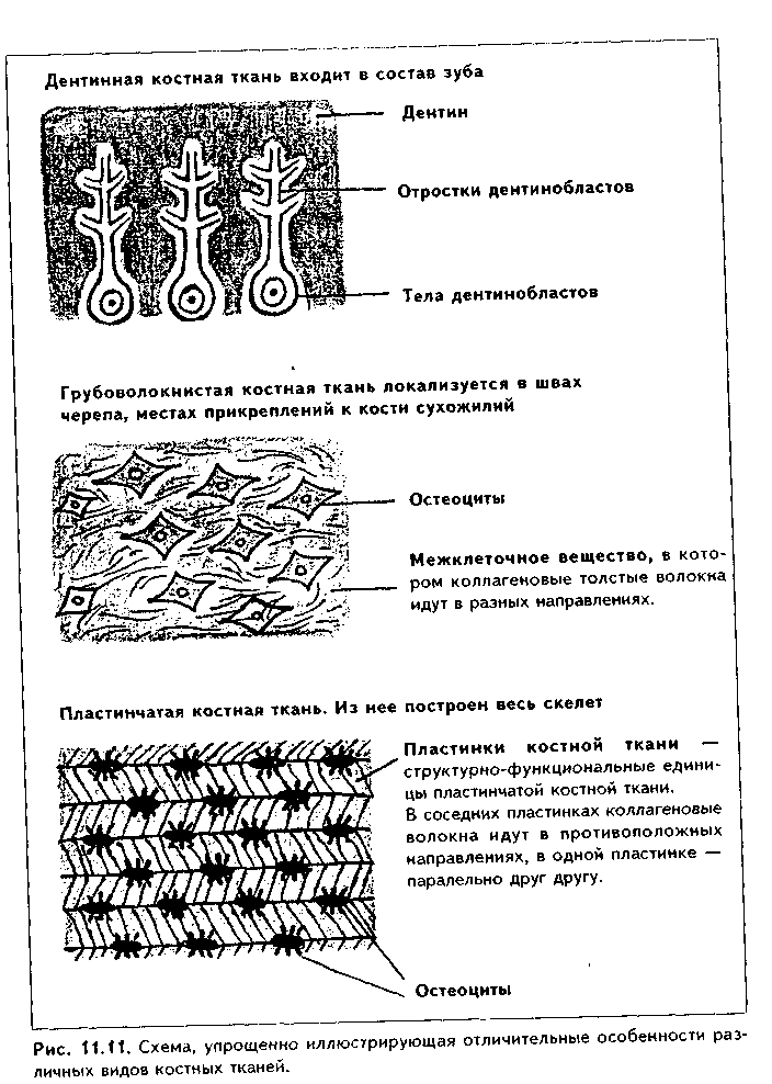 особенности строения различных видов хрящевой ткани - student2.ru