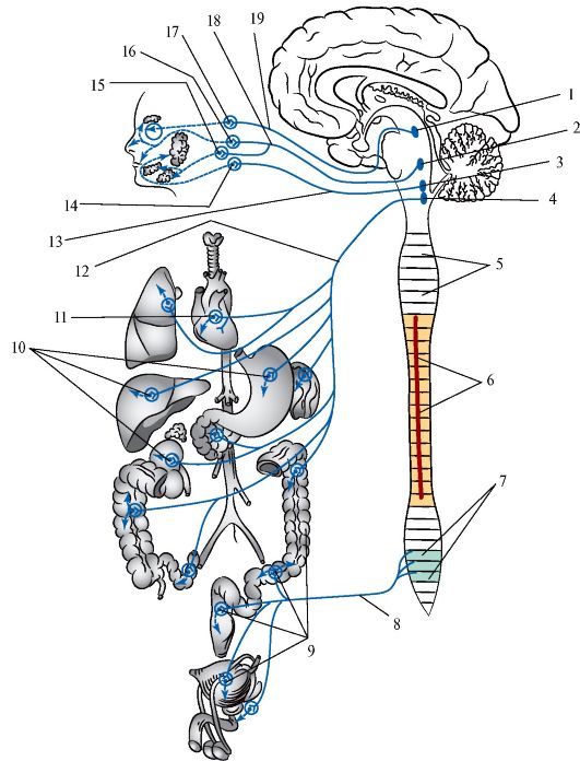 Парасимпатическая часть вегетативной нервной системы - student2.ru