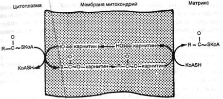 паренхиматозные липидозы - student2.ru