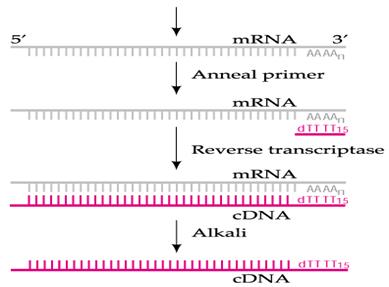 пцр с обратной транскрипцией - student2.ru