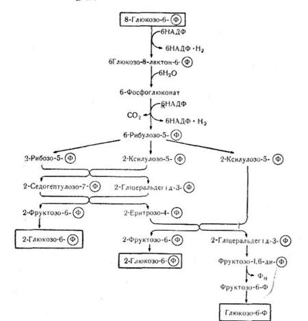 пентозний (апотомічний) цикл перетворення вуглеводів - student2.ru