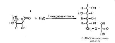 пентозний (апотомічний) цикл перетворення вуглеводів - student2.ru