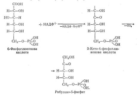 пентозний (апотомічний) цикл перетворення вуглеводів - student2.ru