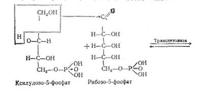 пентозний (апотомічний) цикл перетворення вуглеводів - student2.ru