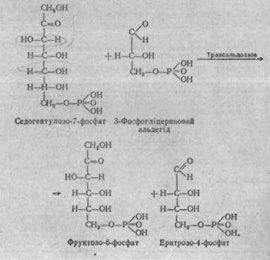 пентозний (апотомічний) цикл перетворення вуглеводів - student2.ru