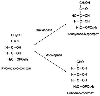 пентозофосфатный путь превращения глюкозы - student2.ru