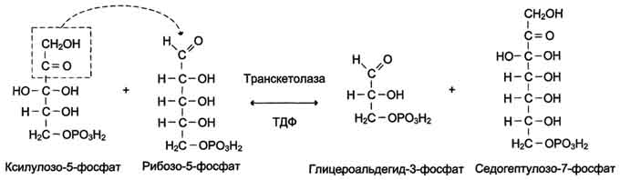 пентозофосфатный путь превращения глюкозы - student2.ru