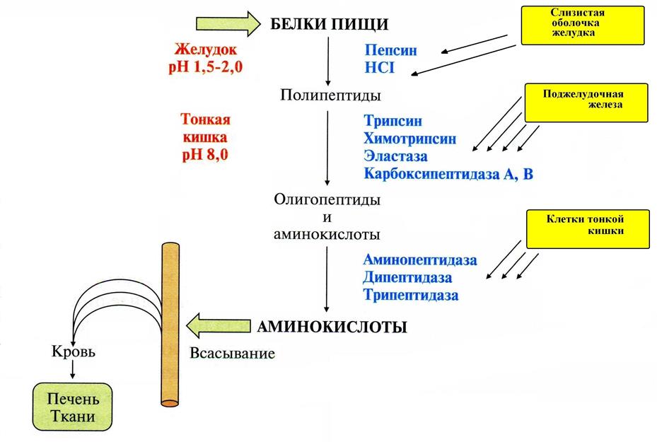 Пептидазы, которые действуют в желудке и полости кишечника синтезируются в секреторных клетках в неактивной форме в виде проферментов - student2.ru