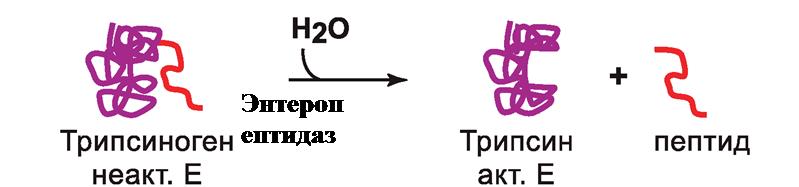 Пептидазы, которые действуют в желудке и полости кишечника синтезируются в секреторных клетках в неактивной форме в виде проферментов - student2.ru