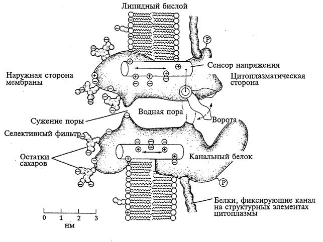 Перенос ионов через каналы биомембран - student2.ru