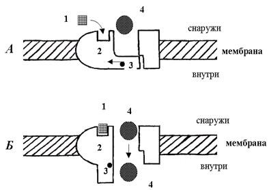 Перенос ионов через каналы биомембран - student2.ru