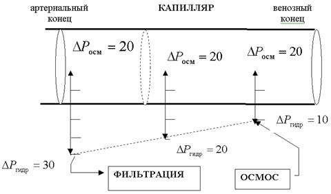 Перенос ионов через каналы биомембран - student2.ru