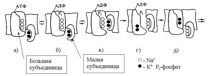 Перенос ионов через каналы биомембран - student2.ru