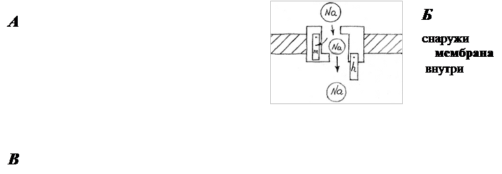 Перенос ионов через каналы биомембран - student2.ru