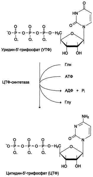 Переваривание белков в кишечнике. 5 страница - student2.ru
