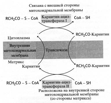 Переваривание и всасывание липидов - student2.ru