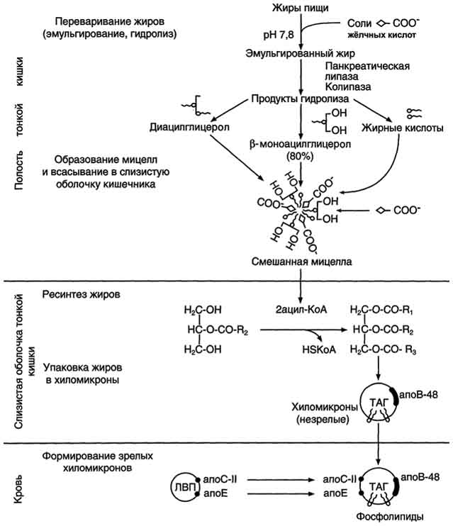 Переваривание и всасывание жиров. - student2.ru