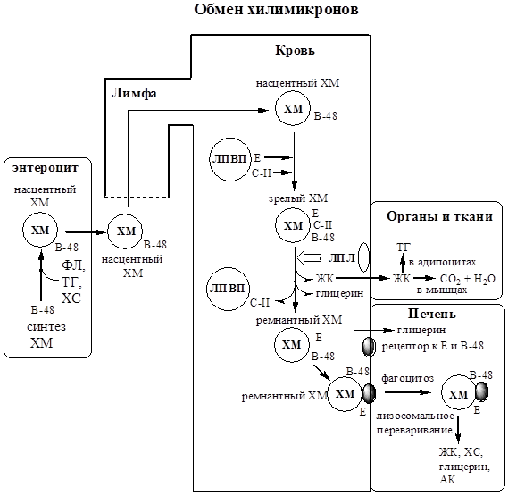 Переваривание липидов в желудочно-кишечном тракте: роль гормонов, ферментов, желчных кислот. Понятие: энтерогепатическая циркуляция - student2.ru