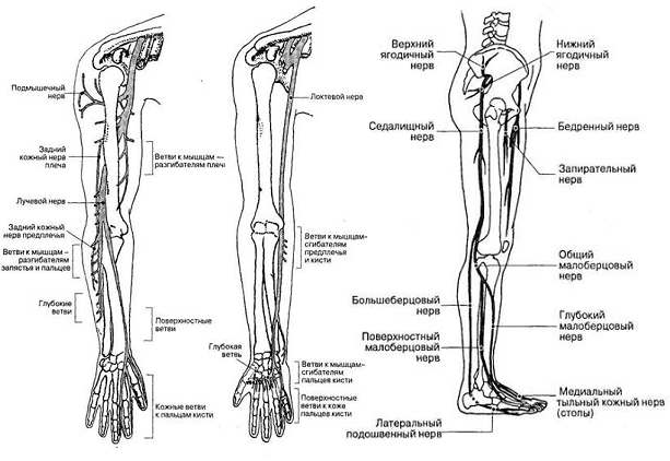 периферическая нервная система - student2.ru