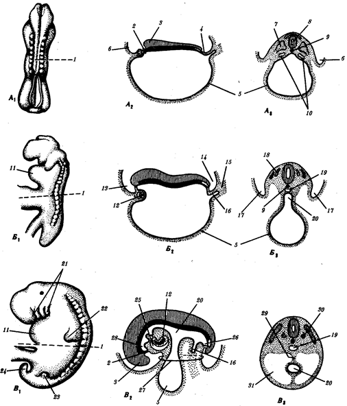 Периодизация и раннее эмбриональное развитие - student2.ru