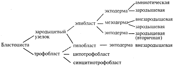 Периодизация и раннее эмбриональное развитие - student2.ru