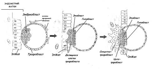 первая неделя эмбриогенеза - student2.ru