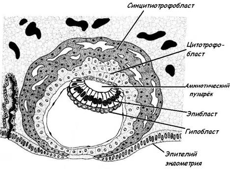 первая неделя эмбриогенеза - student2.ru