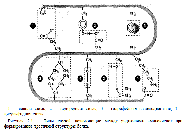 Первичная структура белка несет информацию о его пространственной структуре - student2.ru